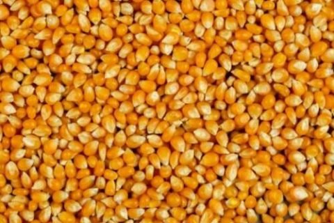 sieving corn
